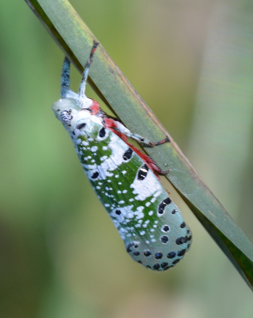 Eurybrachinae