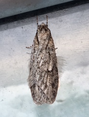 Semioscopis aurorella