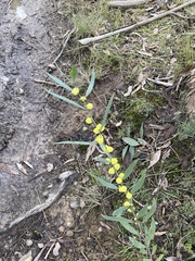 Acacia verniciflua