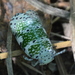 Mottled Avocado Bug - Photo (c) copper, some rights reserved (CC BY-NC), uploaded by copper
