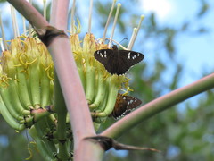 Apyrrothrix araxes