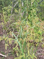 Cyperus imbricatus