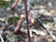 Bletia nitida