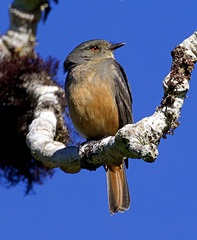 Knipolegus poecilurus