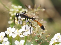 Ammophila campestris