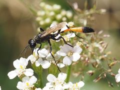 Ammophila campestris