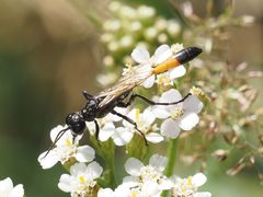 Ammophila campestris