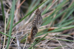 Pharmacis cantabricus