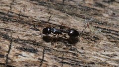 Temnothorax longispinosus