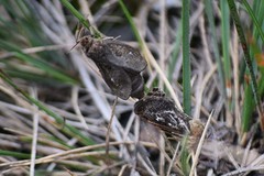 Pharmacis cantabricus