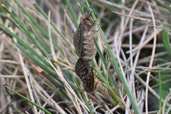 Pharmacis cantabricus