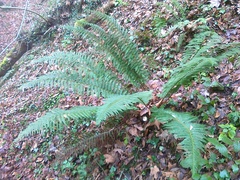 Polystichum aculeatum