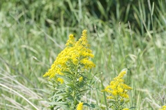 Solidago
