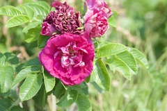 Rosa
