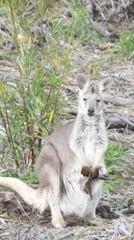 Osphranter robustus robustus