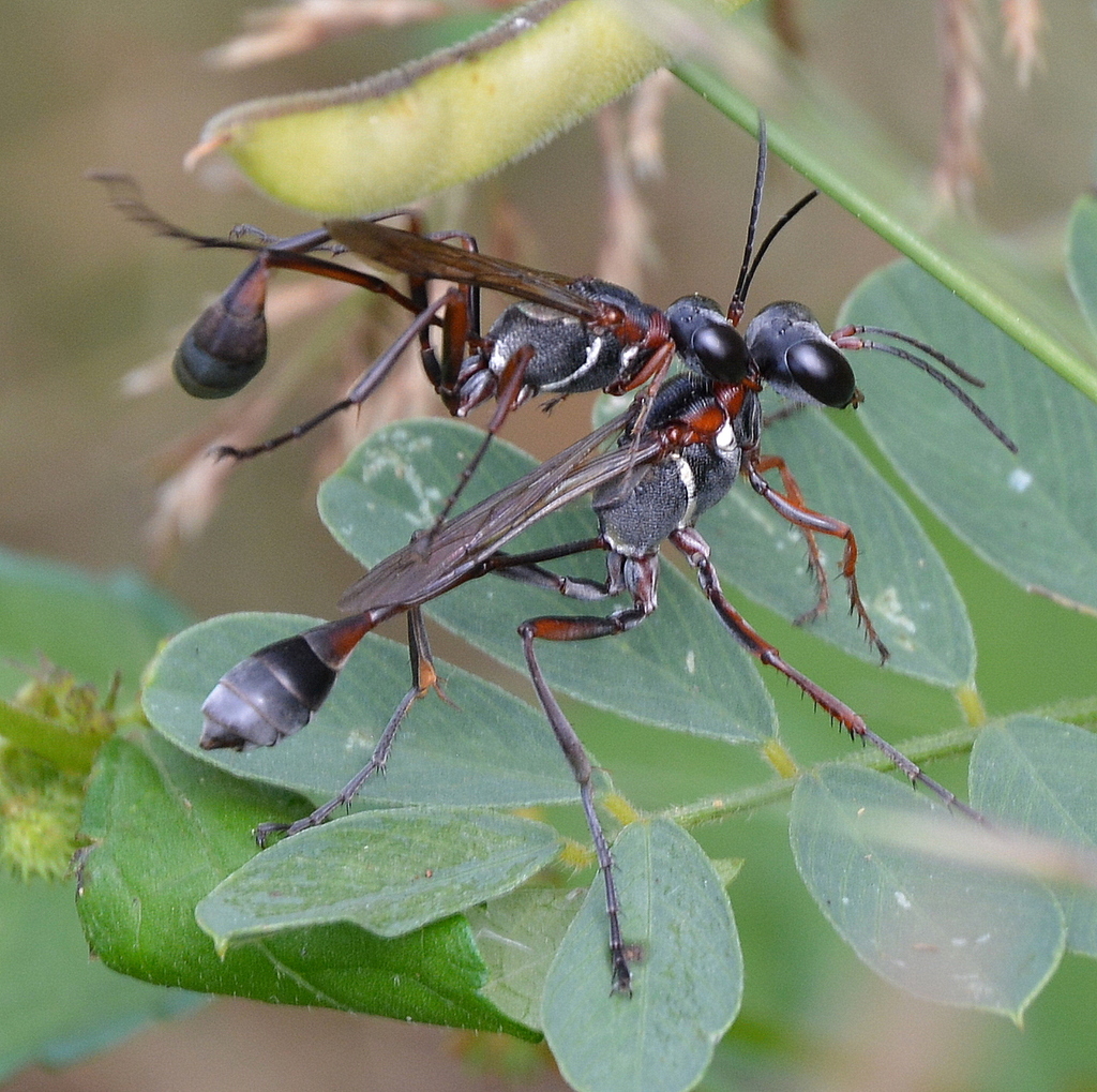 Botswana Needle-waisted Sand Wasp