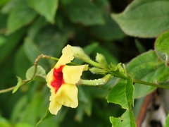 Mandevilla hirsuta