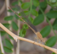 Argia emma