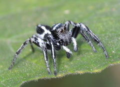 Hyllus argyrotoxus