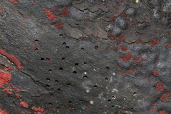 Biscogniauxia capnodes