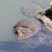 photo of Florida Softshell Turtle (Apalone ferox)