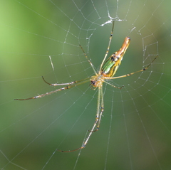 Leucauge kibonotensis