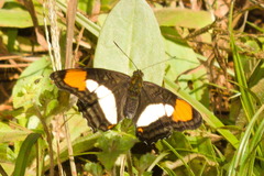 Adelpha zea