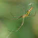 Longtailed Silver Vleispider - Photo (c) copper, some rights reserved (CC BY-NC), uploaded by copper