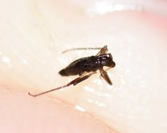 Mesovelia polhemusi