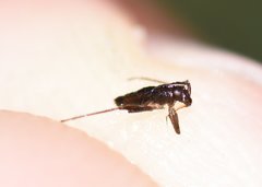 Mesovelia polhemusi