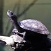 photo of Chinese Pond Turtle (Mauremys reevesii)