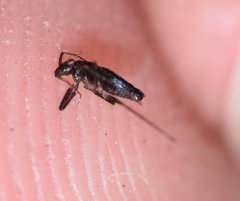 Mesovelia polhemusi