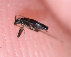 Mesovelia polhemusi