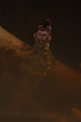 Paleosuchus trigonatus