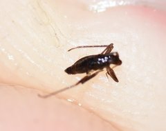 Mesovelia polhemusi