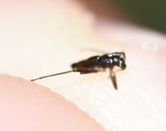 Mesovelia polhemusi