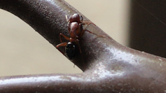 Camponotus discolor