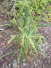 Cyperus imbricatus