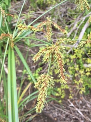 Cyperus imbricatus