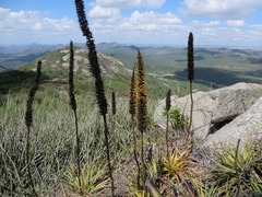 Encholirium spectabile
