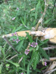 Lippia stoechadifolia