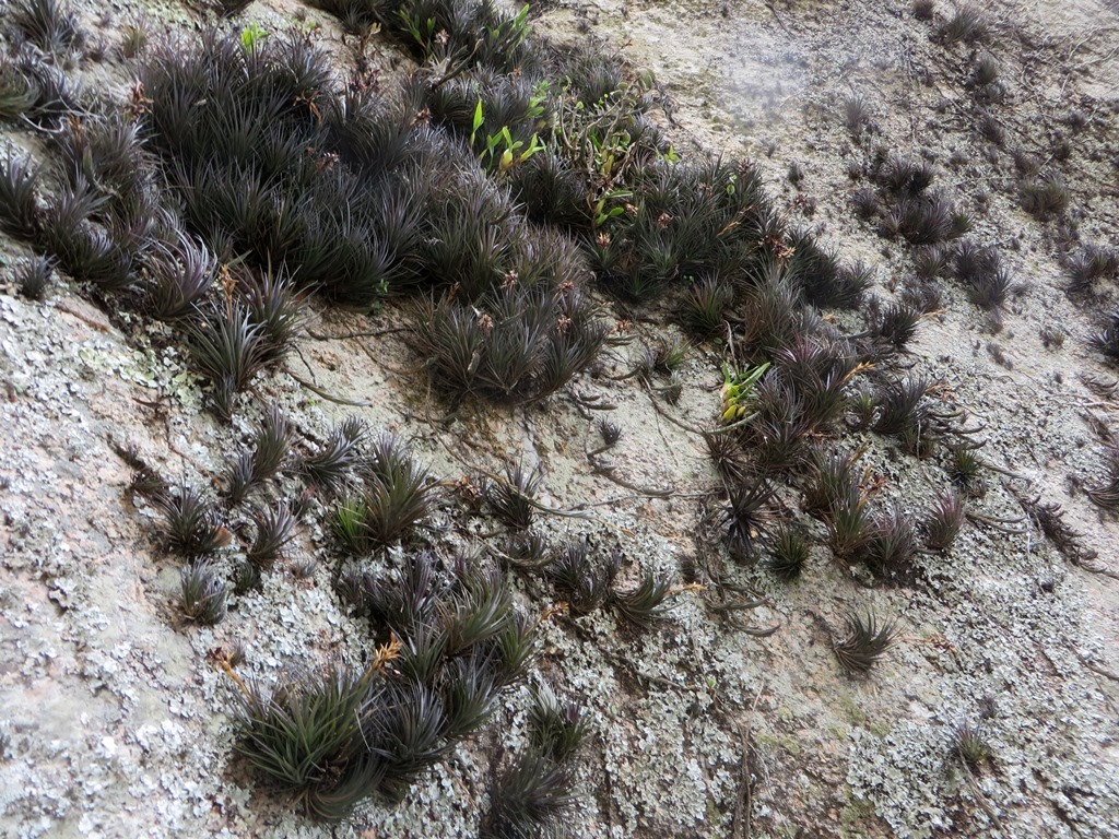 Tillandsia tenuifolia