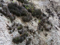 Tillandsia tenuifolia