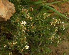 Leptosiphon nuttallii