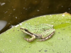 Pseudacris regilla