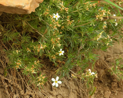 Leptosiphon nuttallii