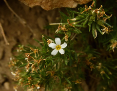 Leptosiphon nuttallii