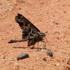 Chioides