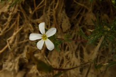 Leptosiphon nuttallii