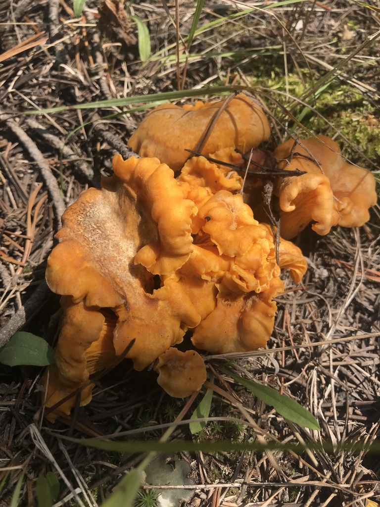 chanterelles from CaribouTarghee National Forest, Island Park, ID, US